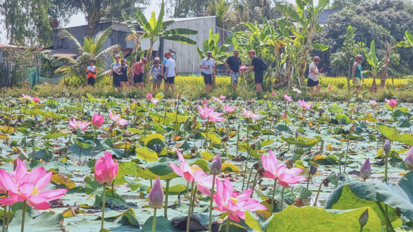 cycling through the lotus field