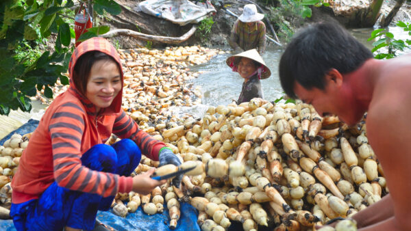 Exploring the Best Delicate Art of Lotus Root Harvesting in Chau Doc City 7 Lotus root harvest season