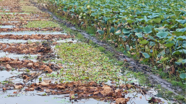 Environment to grow lotus root