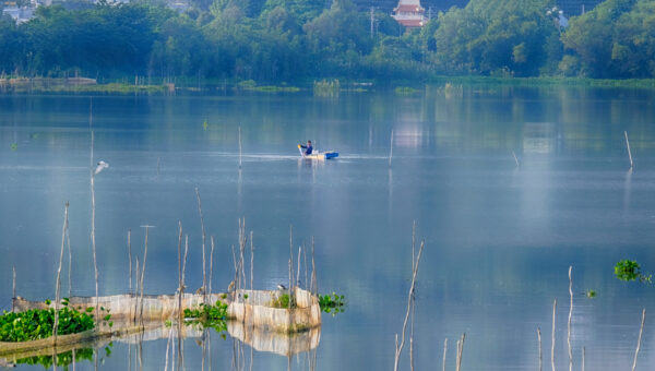 Fish trap harvest