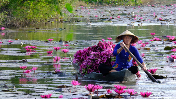 Exploring Chau Doc During Flood Season: The Best Cultural and Culinary Odyssey 10 Locals harvest water lily