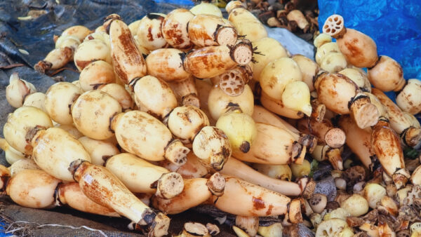 Lotus root