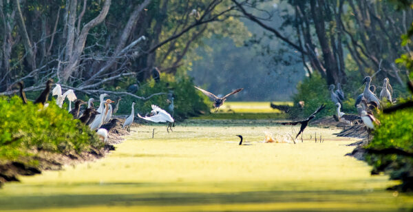Tra Su birds sanctuary