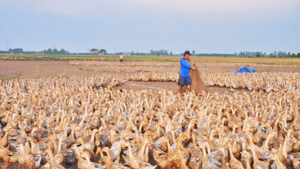 duck chasing field in rice cutting season