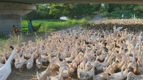 duck farm