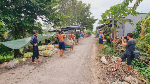 Farmers havest lotus root