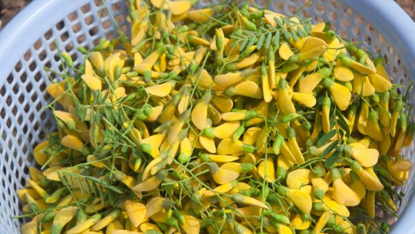 Exploring Chau Doc During Flood Season: The Best Cultural and Culinary Odyssey 8 sesbania sesban
