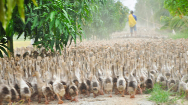training ducks