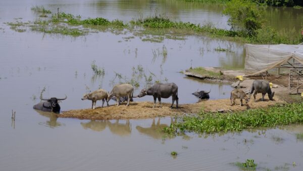 Exploring Chau Doc During Flood Season: The Best Cultural and Culinary Odyssey 12 Water buffalos in flood season