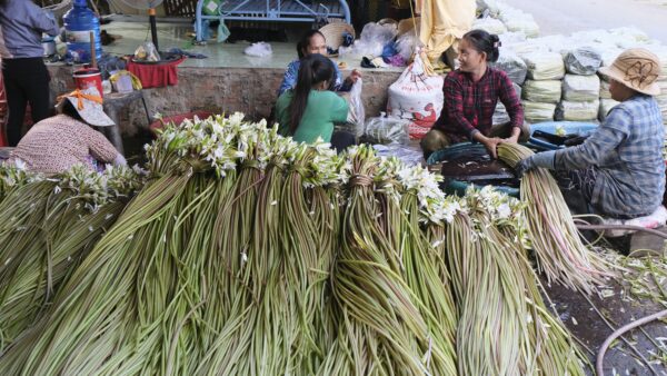 Exploring Chau Doc During Flood Season: The Best Cultural and Culinary Odyssey 7 Local people harvest water lilies- a speciality in flood season